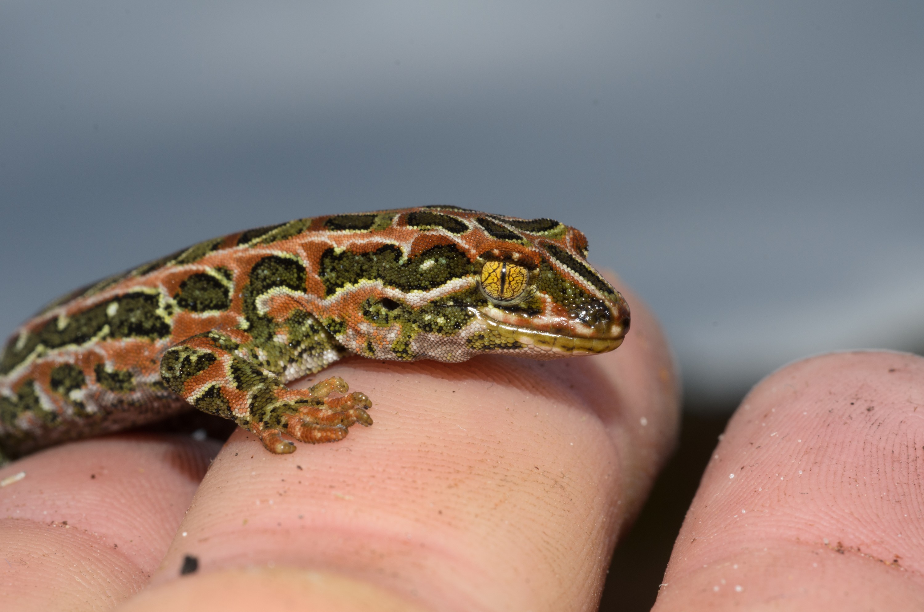 DSC_3067 – Adventure, Crispin, Hoplodactylus, Island, March 2017, National Park, New, New Zealand, Rakiura, South, Stewart, Tukutuku rakiurae, Zealand, amazing, gecko, harlequin gecko, rare, stunning